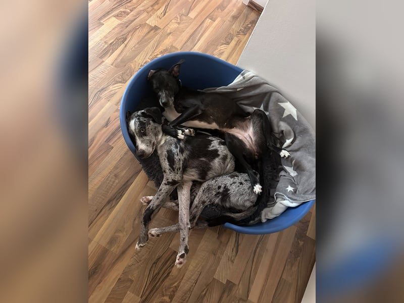 Sensibel Hündin sucht Traumzuhause