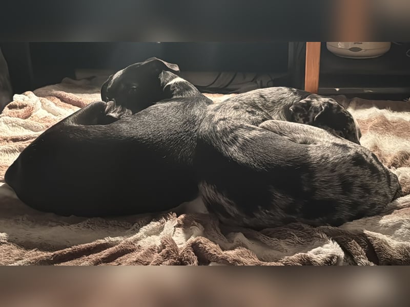 Sensibel Hündin sucht Traumzuhause