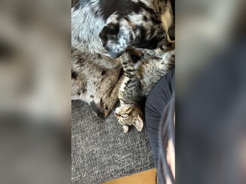 Sensibel Hündin sucht Traumzuhause