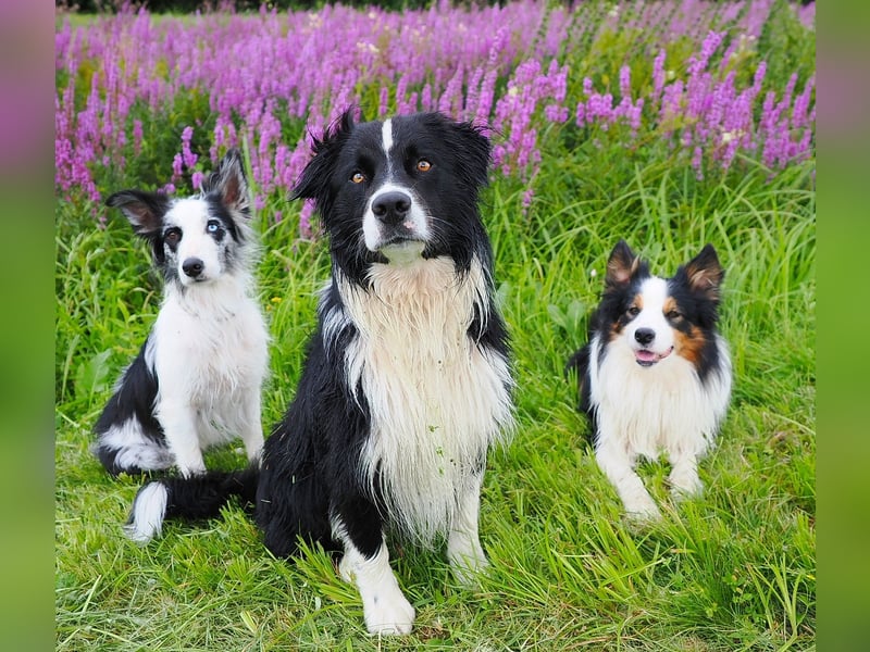 Australian Shepherd Deckrüde Gismo