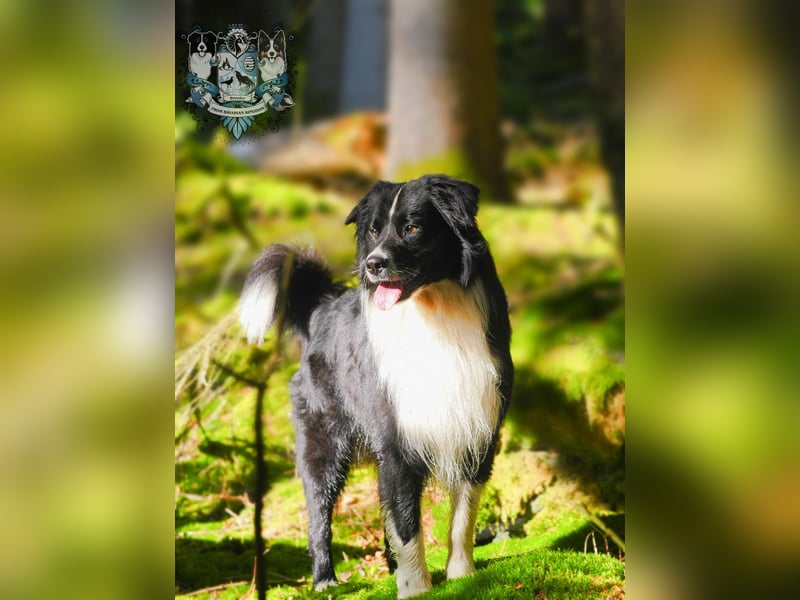 Australian Shepherd Deckrüde Gismo