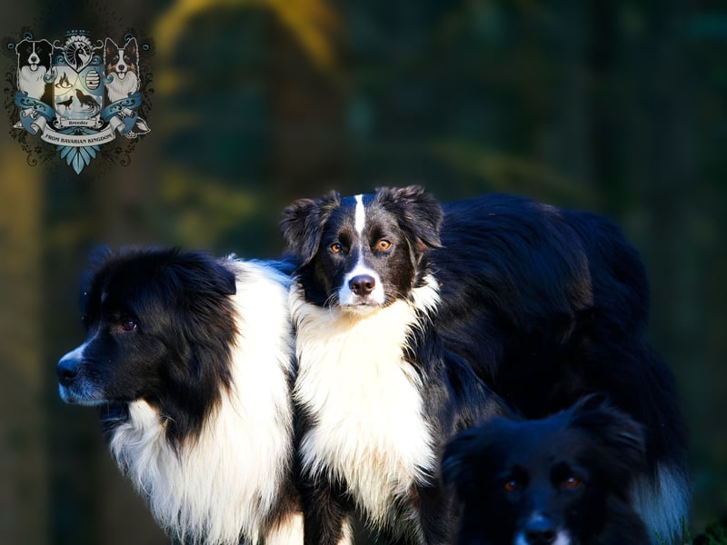 Australian Shepherd Deckrüde Gismo