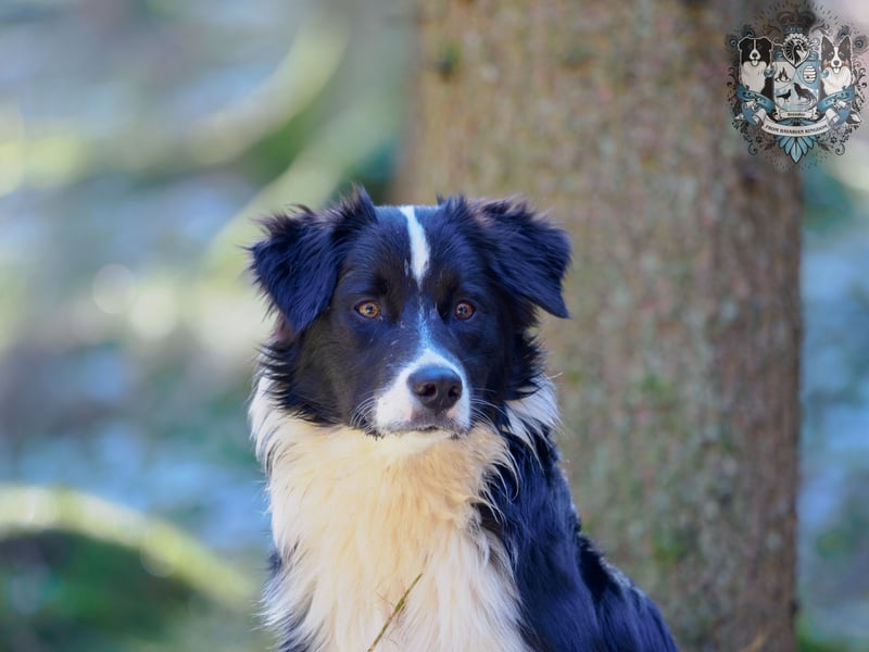 Australian Shepherd Deckrüde Gismo