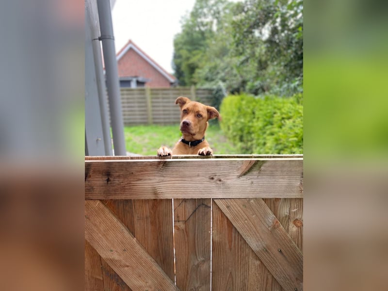 Herzenshündin Nala sucht ein ruhiges Zuhause – voller Liebe, aber ohne andere Tiere