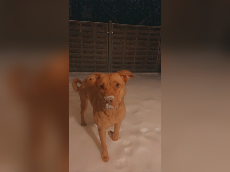 Herzenshündin Nala sucht ein ruhiges Zuhause – voller Liebe, aber ohne andere Tiere