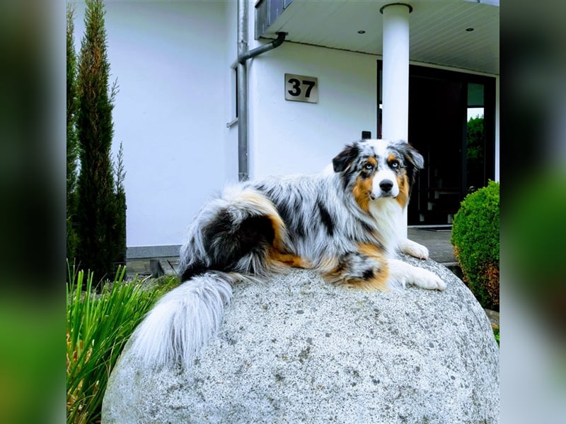 Australian Shepherd Deckrüde blue merle mit Papieren und Auszeichnungen