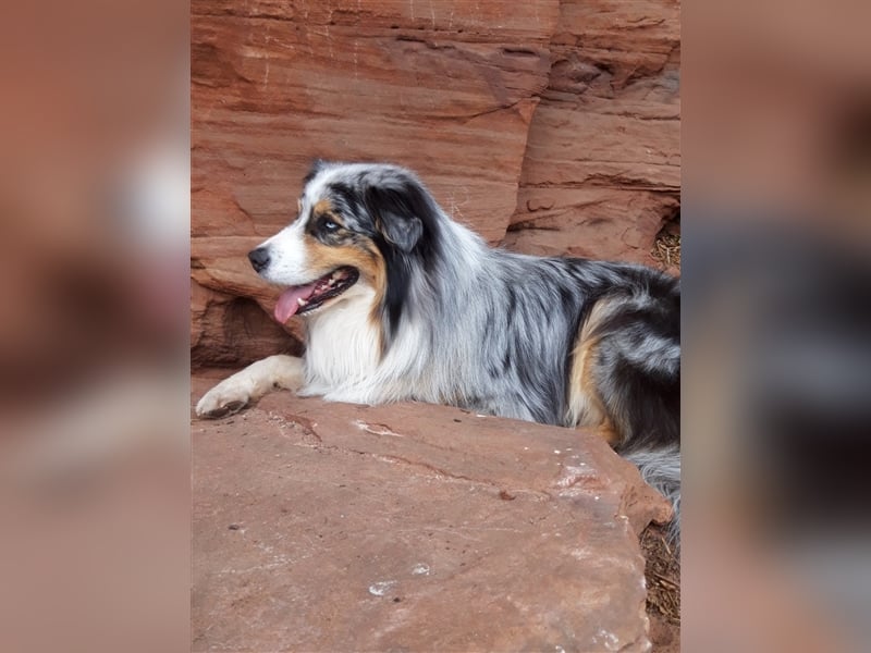 Australian Shepherd Deckrüde blue merle mit Papieren und Auszeichnungen