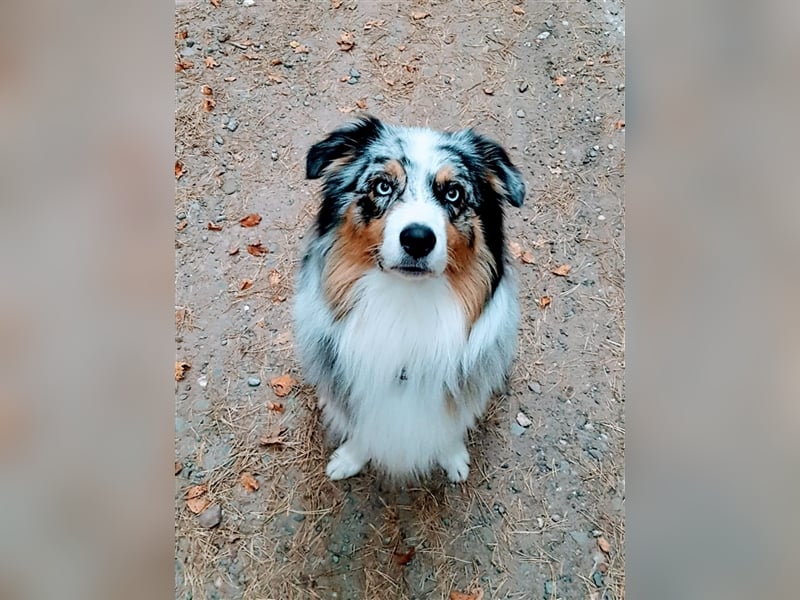 Australian Shepherd Deckrüde blue merle mit Papieren und Auszeichnungen