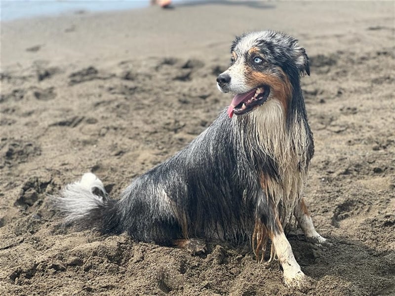 Australian Shepherd Deckrüde blue merle mit Papieren und Auszeichnungen