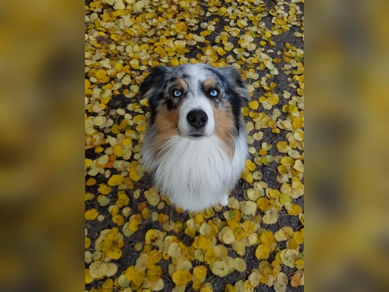 Australian Shepherd Deckrüde blue merle mit Papieren und Auszeichnungen