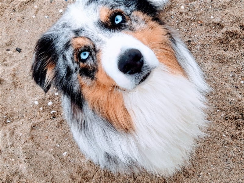 Australian Shepherd Deckrüde blue merle mit Papieren und Auszeichnungen