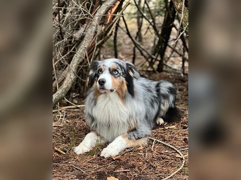 Australian Shepherd Deckrüde blue merle mit Papieren und Auszeichnungen