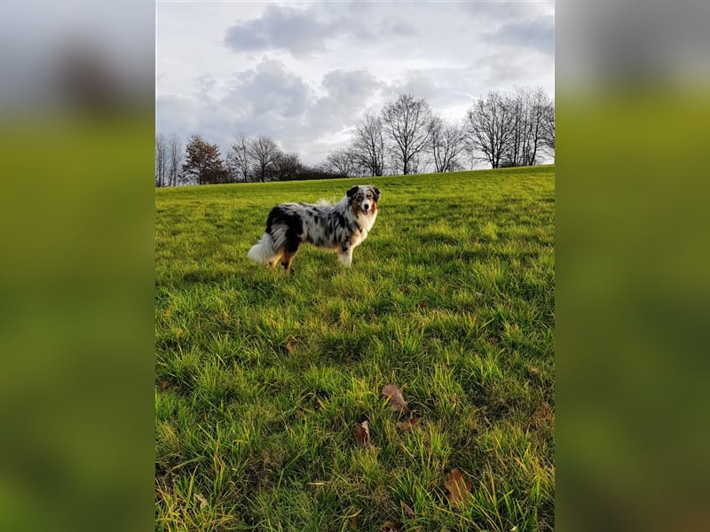Australian Shepherd Deckrüde blue merle mit Papieren und Auszeichnungen