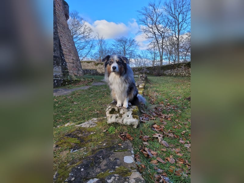 Australian Shepherd Deckrüde blue merle mit Papieren und Auszeichnungen