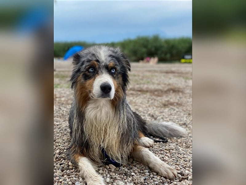 Australian Shepherd Deckrüde blue merle mit Papieren und Auszeichnungen