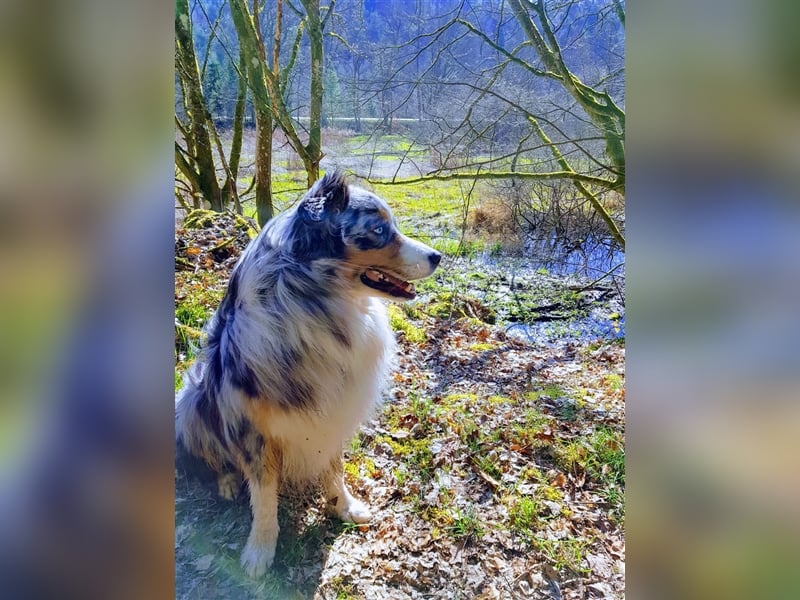 Australian Shepherd Deckrüde blue merle mit Papieren und Auszeichnungen