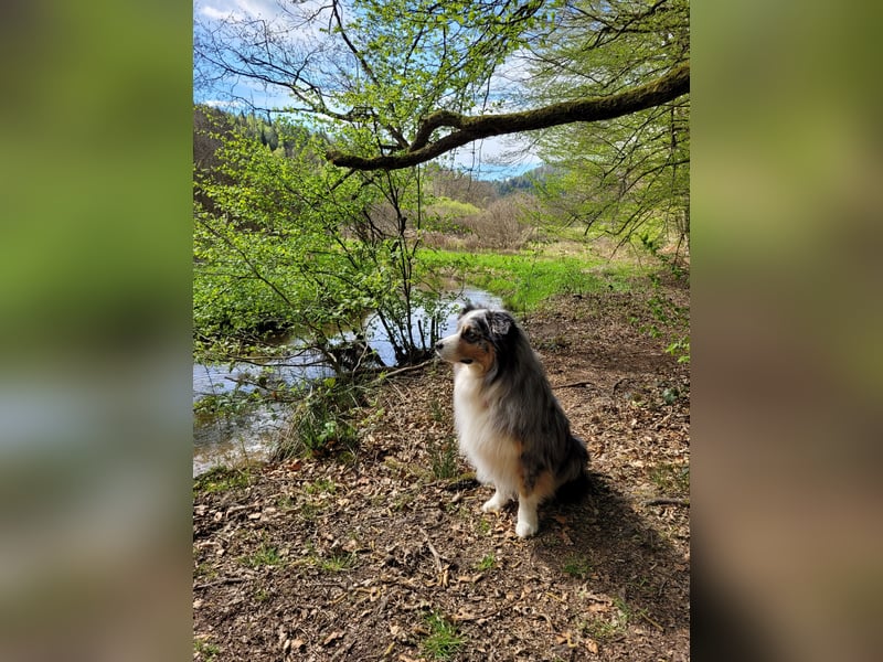 Australian Shepherd Deckrüde blue merle mit Papieren und Auszeichnungen