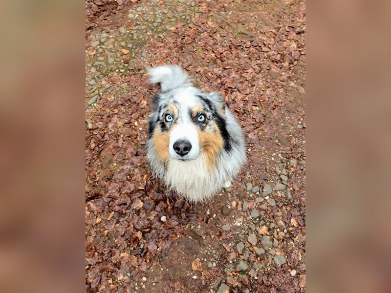 Australian Shepherd Deckrüde blue merle mit Papieren und Auszeichnungen