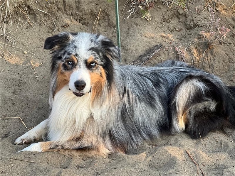 Australian Shepherd Deckrüde blue merle mit Papieren und Auszeichnungen