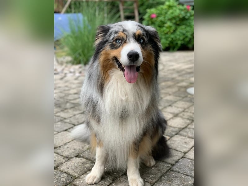 Australian Shepherd Deckrüde blue merle mit Papieren und Auszeichnungen