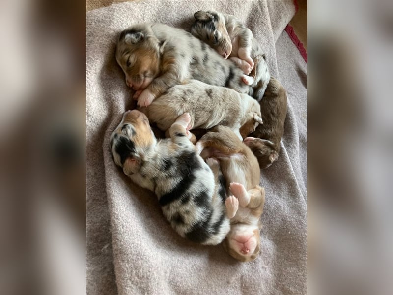 Australian Shepherd Deckrüde blue merle mit Papieren und Auszeichnungen