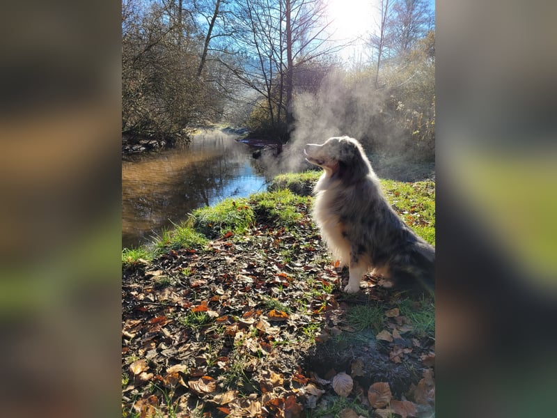 Australian Shepherd Deckrüde blue merle mit Papieren und Auszeichnungen