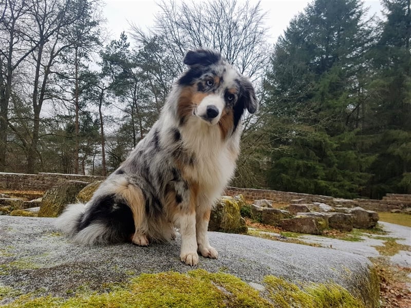 Australian Shepherd Deckrüde blue merle mit Papieren und Auszeichnungen