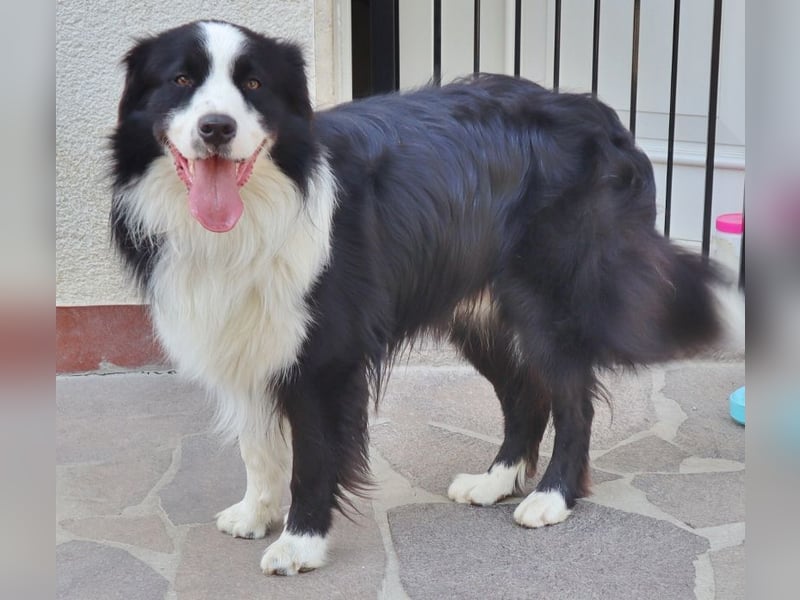 Australian Shepherd Deckrüde, ASCA, DNA VP, black bi (rf), FREI von Gendefekten