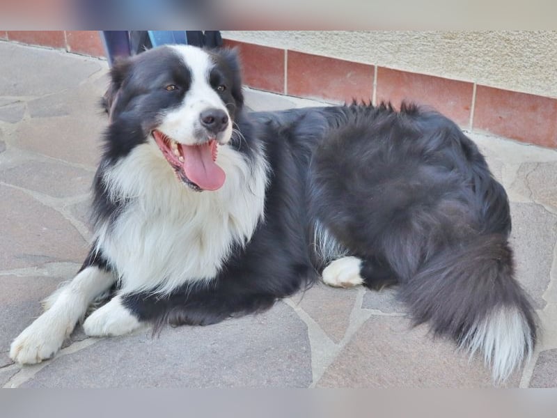 Australian Shepherd Deckrüde, ASCA, DNA VP, black bi (rf), FREI von Gendefekten