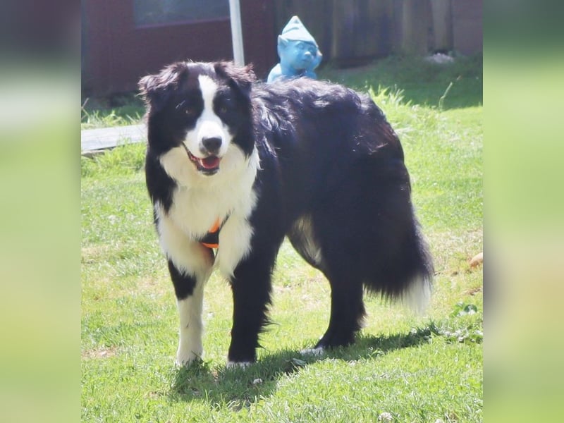 Australian Shepherd Deckrüde, ASCA, DNA VP, black bi (rf), FREI von Gendefekten