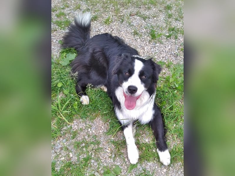 Australian Shepherd Deckrüde, ASCA, DNA VP, black bi (rf), FREI von Gendefekten