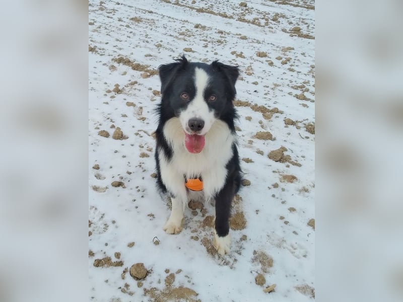 Australian Shepherd Deckrüde, ASCA, DNA VP, black bi (rf), FREI von Gendefekten