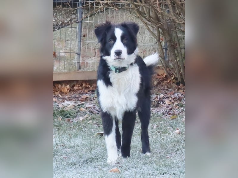 Australian Shepherd Deckrüde, ASCA, DNA VP, black bi (rf), FREI von Gendefekten