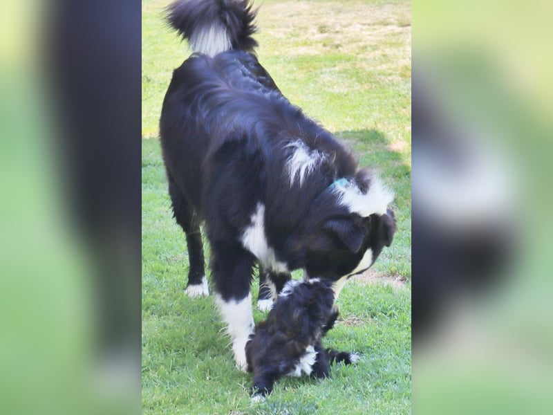 Australian Shepherd Deckrüde, ASCA, DNA VP, black bi (rf), FREI von Gendefekten
