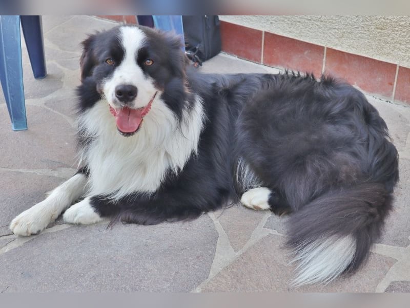 Australian Shepherd Deckrüde, ASCA, DNA VP, black bi (rf), FREI von Gendefekten