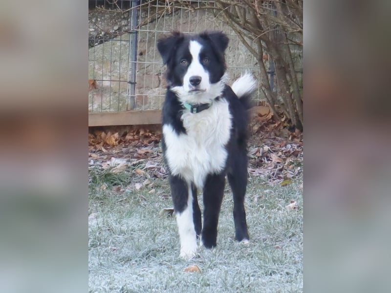 Australian Shepherd Deckrüde, ASCA, DNA VP, black bi (rf), FREI von Gendefekten