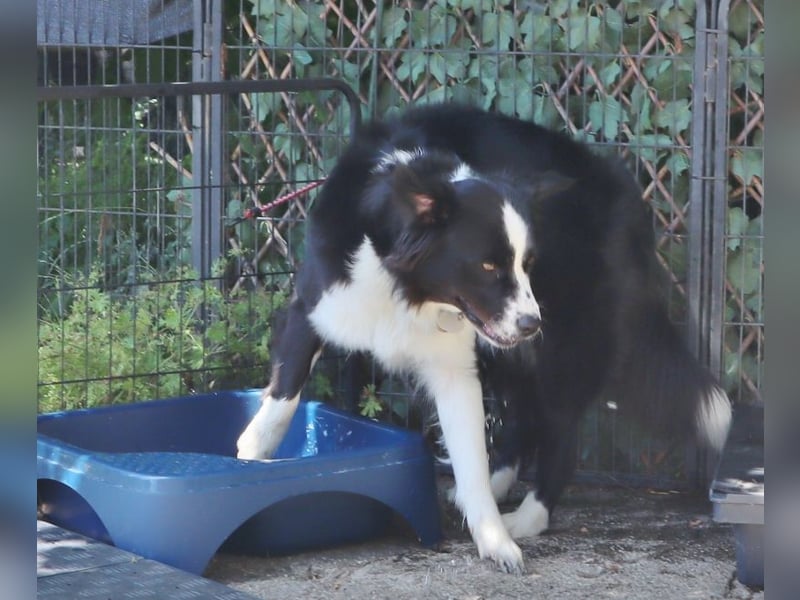 Australian Shepherd Deckrüde, ASCA, DNA VP, black bi (rf), FREI von Gendefekten