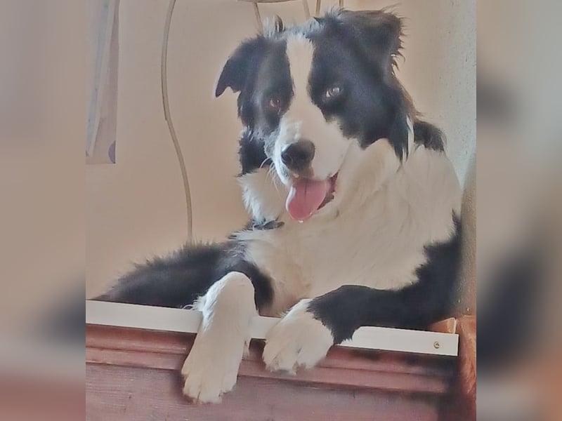 Australian Shepherd Deckrüde, ASCA, DNA VP, black bi (rf), FREI von Gendefekten