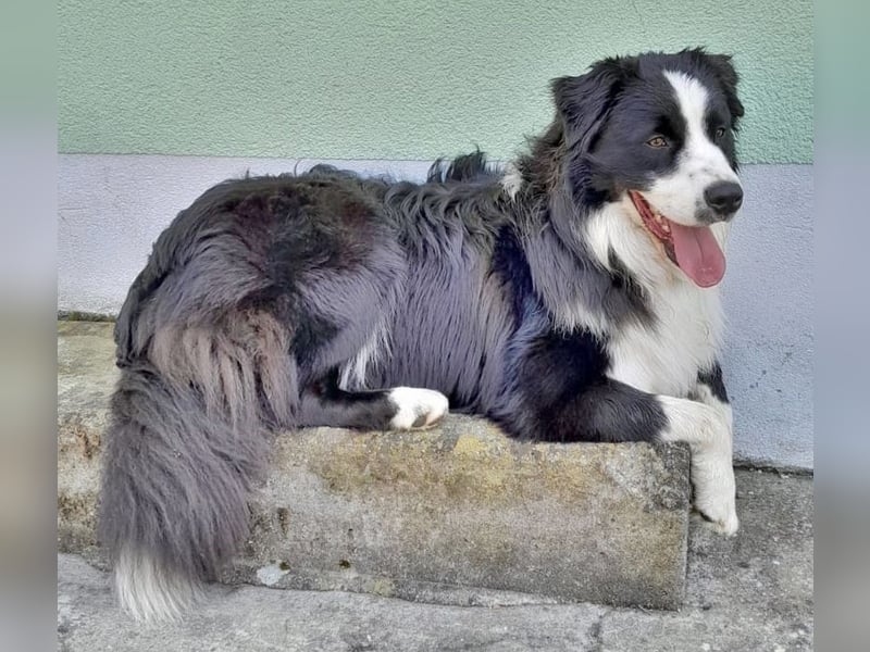 Australian Shepherd Deckrüde, ASCA, DNA VP, black bi (rf), FREI von Gendefekten