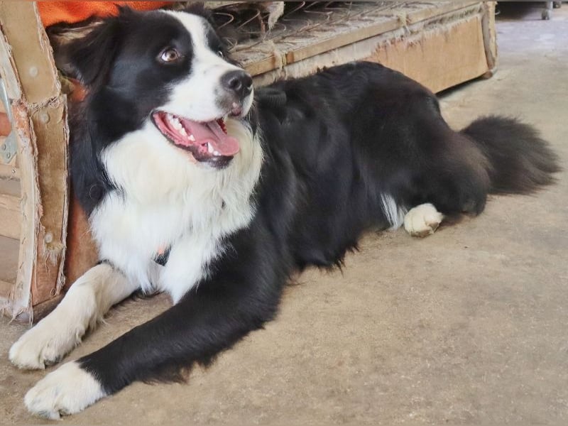 Australian Shepherd Deckrüde, ASCA, DNA VP, black bi (rf), FREI von Gendefekten