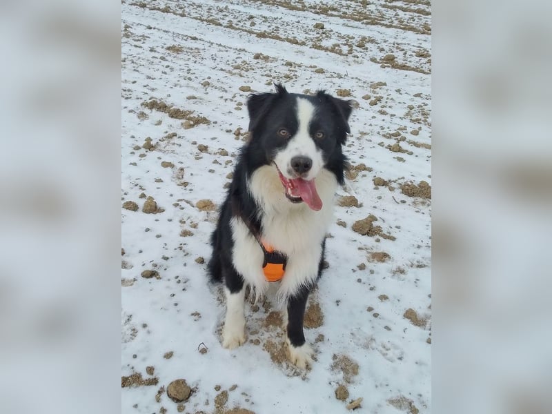 Australian Shepherd Deckrüde, ASCA, DNA VP, black bi (rf), FREI von Gendefekten