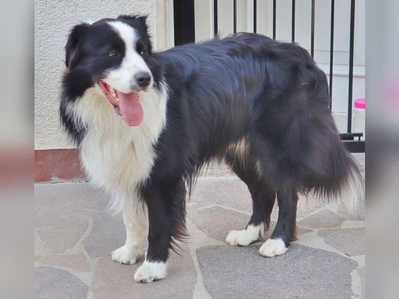 Australian Shepherd Deckrüde, ASCA, DNA VP, black bi (rf), FREI von Gendefekten