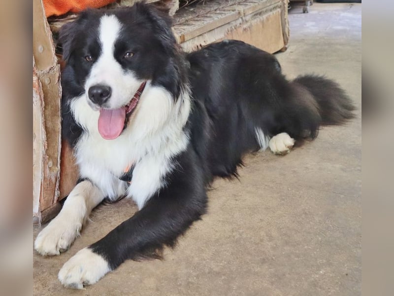 Australian Shepherd Deckrüde, ASCA, DNA VP, black bi (rf), FREI von Gendefekten