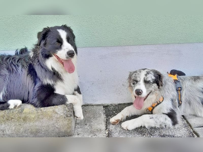 Australian Shepherd Deckrüde, ASCA, DNA VP, black bi (rf), FREI von Gendefekten