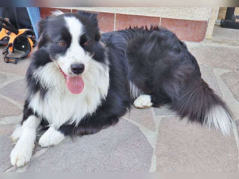 Australian Shepherd Deckrüde, ASCA, DNA VP, black bi (rf), FREI von Gendefekten