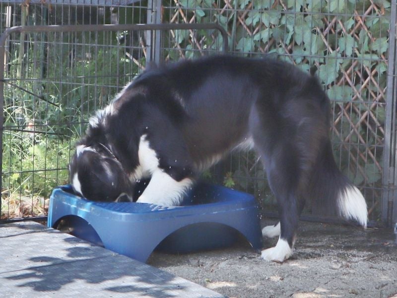 Australian Shepherd Deckrüde, ASCA, DNA VP, black bi (rf), FREI von Gendefekten