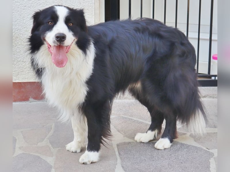Australian Shepherd Deckrüde, ASCA, DNA VP, black bi (rf), FREI von Gendefekten