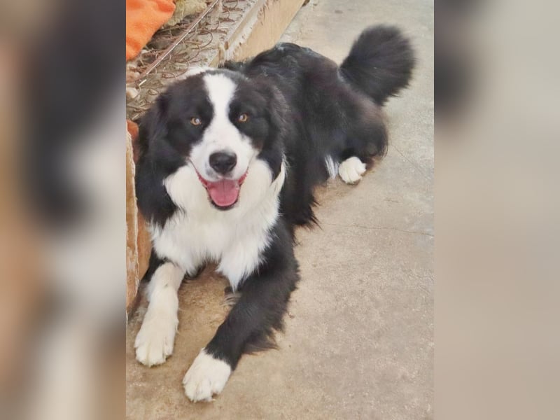 Australian Shepherd Deckrüde, ASCA, DNA VP, black bi (rf), FREI von Gendefekten