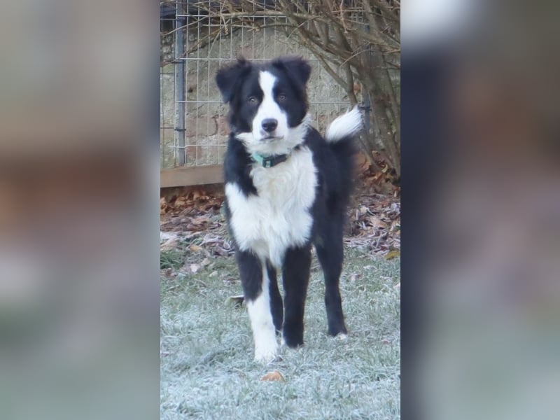 Australian Shepherd Deckrüde, ASCA, DNA VP, black bi (rf), FREI von Gendefekten
