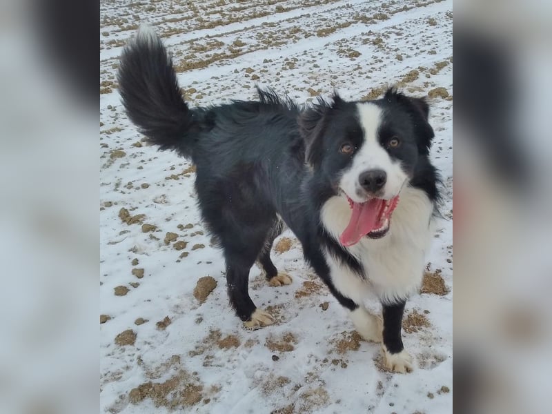 Australian Shepherd Deckrüde, ASCA, DNA VP, black bi (rf), FREI von Gendefekten